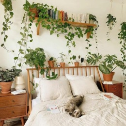 a cat laying on a bed with plants and a bookshelf above it